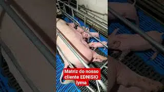 RBSUINOS visited the pig farm of our client EDNISIO lyma. #pigfarming #breeding