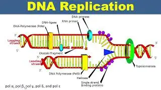 DNA Replication: Why DNA Polymerases Are Essential?