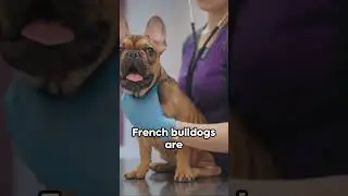 Frenchie Facts: Unleashing the French Bulldog #doglovers #dogs #cute