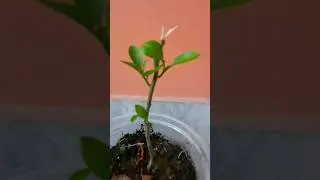 Lemon Tree Bonsai process started 🍋