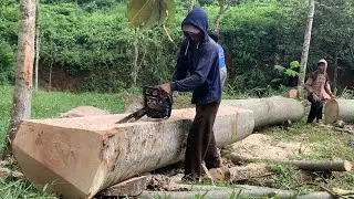 CHAINSAW MEN CUTTING GIANT WOOD ‼️USING MAESTRO PLUS ‼️