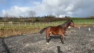 9 1 26 Freeschooling training with Vienna