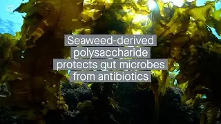Polysaccharide derived from brown seaweed protects against antibiotic-driven microbial imbalance