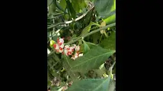 Приглашаю прогуляться по парку на острове Маргариты, Будапешт. Ноябрь 2024г.