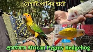 Naihati Pet Market 💥|🔥 Recent Bird Price Update | First Time African Pygmy Hedgehog.🤯