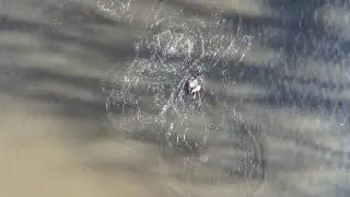 Geese diving underwater