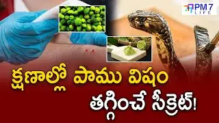 పాము కాటు విషం తగ్గించే సీక్రెట్! | Ayurveda Emergency Tips | Pm7 Life