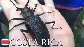 Amazing beetles 🇨🇷 Costa Rica | v27