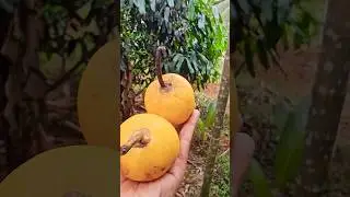 Yellow Mangosteen😋😋|#shorts #youtubeshorts #shortsfeed