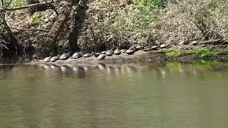 Turtles at Camp Cullom Time Lapse Song Composed by Russell Kaspar