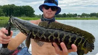Chasing Swamp Monsters: Delaware Snakehead Fishing