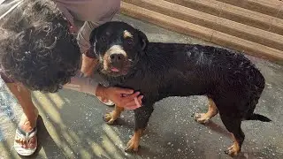 Rottweiler & Husky Hate Bath | Dog can talk part 243 | Roxycheeni | Review reloaded
