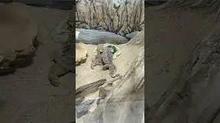 VOCÊ CONHECE? Dragão Barbudo ('Pagona vitticeps')