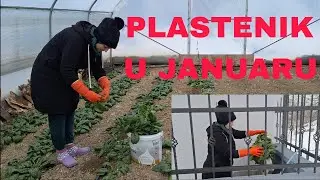 Ipak se dobro drži obzirom na veliku hladnoću i visoke minuse❗️