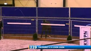 Taloubest Z v.Taloubet Z