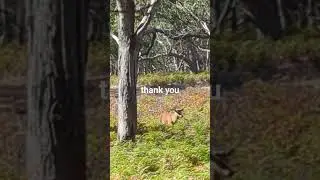 #reddeer #bowhuntingaustralia  #bowhunting #australia #prodigyarchery