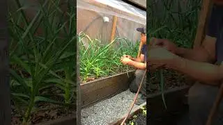 Fall vs Spring planted garlic