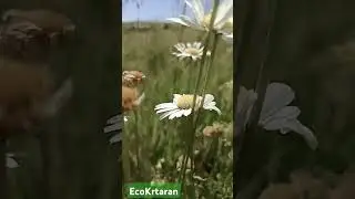 #botanical #plants #shorts