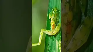 #watch #cute #green frog vs bee