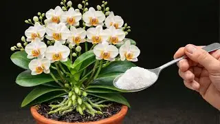 Just Sprinkle This on Top! No Flower Orchids Suddenly Bloom Again