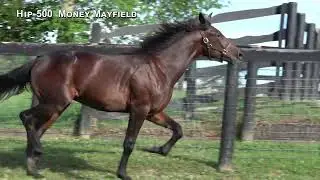 KY 500