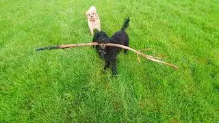 Doggy DayCare - Clifton Playing Fields & Fairham Brook