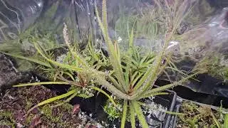 Drosera regia king sundew carnivorous plant