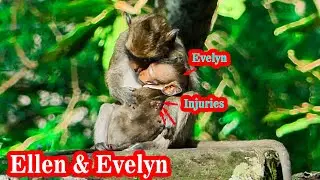 Update Ellen's Family : Evelyn baby monkey serious injuries but have brother care her too #4