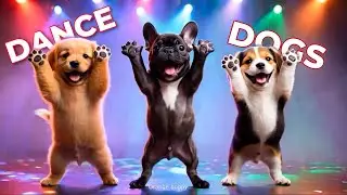 🐶💃 Танцующие собаки | Самые смешные и милые видео с танцами собак. Часть 1