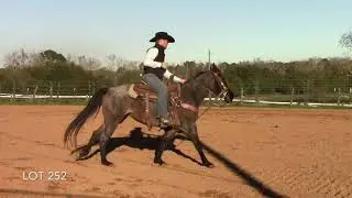 CBL 2020 Horse 252