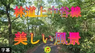 アジサイの咲く頃 6月7日 土曜 晴れ 梅雨 美しい緑 林道上中谷線 美しい風景 日本 鳥取県西伯郡南部町能竹 南部町西伯カントリーパーク @WalkingYoshi