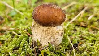 Cèpes d'été & Girolles du 1/06/24. Une pousse timide 🤔.