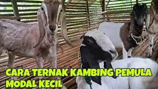 CARA TERNAK KAMBING PEMULA MODAL KECIL