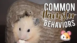 COMMON HAMSTER BEHAVIORS! | Hamster Care 🐹