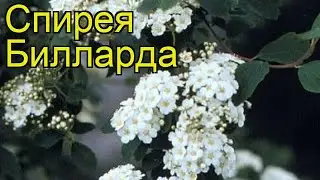 Спирея билларда. Краткий обзор: Спирея билларда описание характеристик, где купить саженцы spiraea x