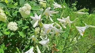 Amazing White Flowers in the Meadow 🌼🌺🌻 Ogiwon's Adventuring Vlog.