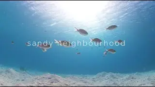 SECORE's DIVE IN &mdash; Sandy Neighborhood
