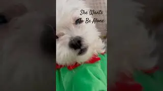 #любовьксобагам #милый #милаясобака