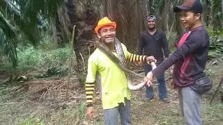 Malaysia ..sap