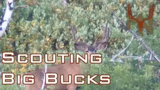 Scouting for Big Mountain Mule Deer