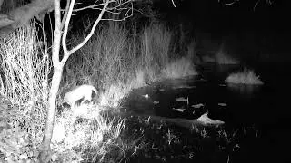 Gaerdpro Trail Camera - Cougar finds the water level way up at the beaver pond.
