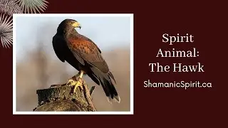 Animal Spirit Guide: The Hawk (Shamanic Power Animal). Harris Hawk Symbolism