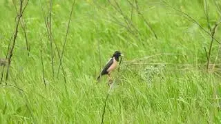 Скворец розовый &bull; Шпак рожевий &bull; Rosy starling &bull; Sturnus roseus