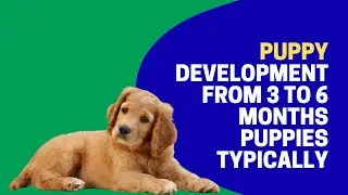 Puppy Development From 3 to 6 Months Puppies typically