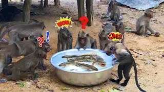 Intelligent monkeys playing Snake head fish | The intelligent monkeys catch Snake head fish