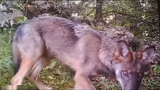 Verona wolf-killing decree sparks anger