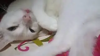 khao manee with both yellow eyes and short tail