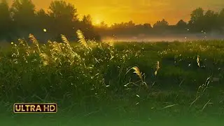 ✨ Magical Field Ambience | Peaceful Fantasy Meadow Sounds for Relaxation & Focus
