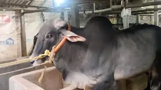 NEW ENTRY IN ATIF DAIRY FARM 🐄 . | KOLKATA COW 2026 .