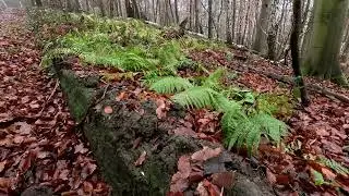 Late autumn walk at the Buchenkopf